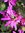 ♫ MARGUERITE 'Fuchsia' - Leucanthemum ♫ 20 Graines ♫