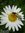 ♫ MARGUERITE 'Tout Doux Mélange' - Leucanthemum ♫ 50 Graines ♫