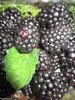 ♫ MURIER 'Gros Fruit Allongé Jumbo' - Rubus ♫ 7 Graines ♫