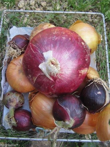 ♫ OIGNON Rouge 'Enorma' - Allium cepa ♫ 40 Graines ♫