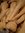 ♫ PANAIS 'Albion' - Pastinaca sativa ♫ 25 Graines ♫