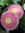 ♫ PAQUERETTE 'Pomponette Rose Bicolore' ♫ 20 Graines ♫
