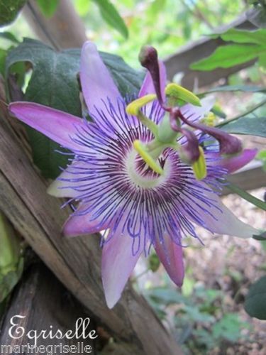♫ PASSIFLORE 'Hamétiyst' - Passiflora caerule ♫ 6 Graines ♫