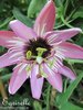 ♫ PASSIFLORE 'Violacea' -Passiflora caerule ♫ 5 Graines ♫