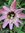 ♫ PASSIFLORE 'Violacea' -Passiflora caerule ♫ 5 Graines ♫