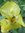 ♫ PAVOT de l'Himalaya 'Fleur Jaune' - Meconopsis ♫ 20 Graines ♫
