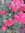 ♫ PAVOT Fleur de PIVOINE 'Fuchsia' - Papaver ♫ 100 Graines ♫