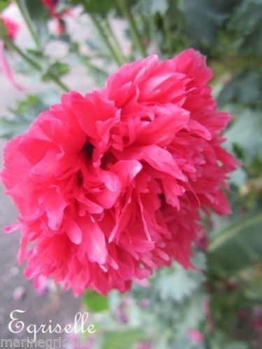 ♫ PAVOT Fleur de PIVOINE 'Rouge' - Papaver ♫ 80 Graines ♫