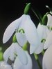 ♫ "PERCE-NEIGE'' - Galanthus nivalis ♫ 20 Graines ♫