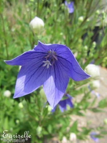 ♫ PLATYCODON 'Fleur Bleue' -Platycod grandiflorus ♫ 20 Graines ♫