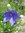 ♫ PLATYCODON 'Fleur Bleue' -Platycod grandiflorus ♫ 20 Graines ♫
