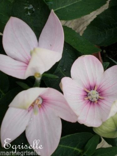 ♫ PLATYCODON 'Fleur Rose' - Platycod grandiflorus ♫ 12 Graines ♫