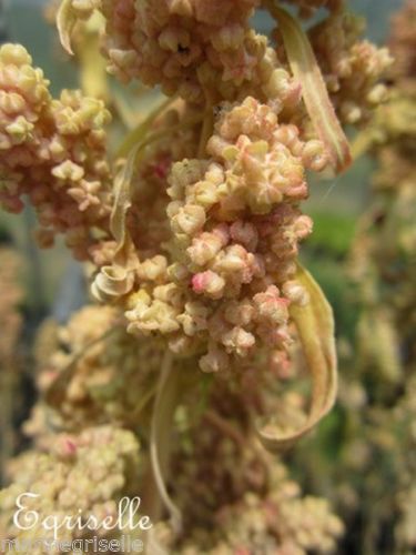 ♫ QUINOA 'Mélange' - Chenopodium quinoa ♫ 1000 Graines ♫