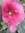 ♫ ROSE TREMIERE 'Très Large Corolle Rose Soutenu' ♫ 15 Graines ♫