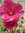 ♫ ROSE TREMIERE 'Vif Fuchsia' ♫ 20 Graines ♫
