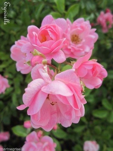 ♫ ROSIER ANCIEN 'Liane Simple Rose' - Rosa ♫ 7 Graines ♫
