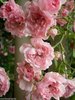 ♫ ROSIER ANCIEN 'Rose Pâle' - Rosa ♫ 7 Graines ♫