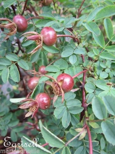 ♫ ROSIER 'Pimprenelle' - Rosa pimpinellifolia ♫ 5 Graines ♫