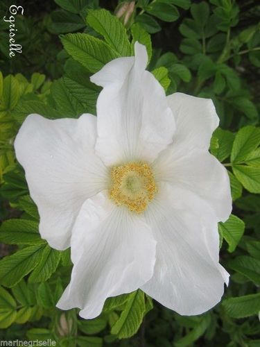 ♫ ROSIER RUGUEUX 'Blanc' - Rosa rugosa alba ♫ 12 Graines ♫