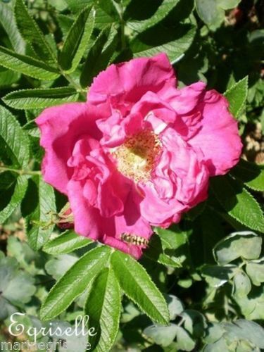 ♫ ROSIER RUGUEUX 'En 'Rosée' - Rosa rugosa Rosea ♫ 10 Graines ♫