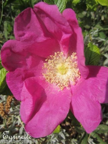 ♫ ROSIER RUGUEUX 'Fuchsia' - Rosa rugosa rubra ♫ 12 Graines ♫