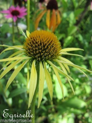 ♫ COLLECTION : Rudbeckia 'H Eilers' ♫ 20 Graines ♫
