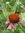 ♫ COLLECTION : Rudbeckia Purpurea 'Attraction' ♫ 15 Graines ♫